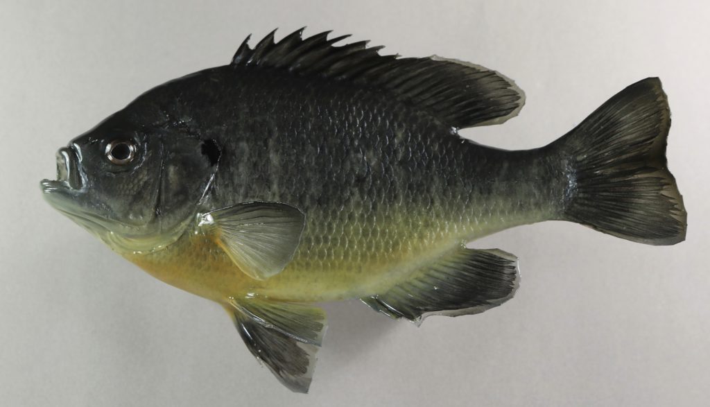 ブルーギル剥製