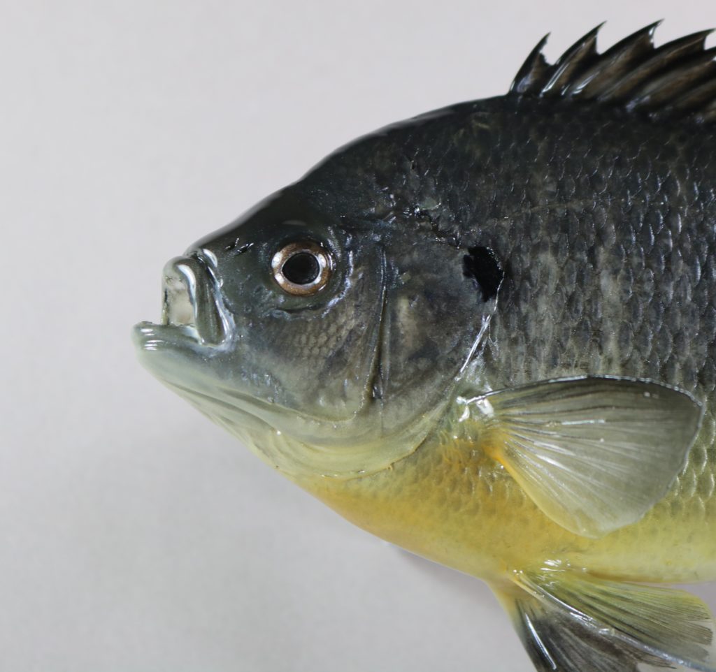 ブルーギル剝製2