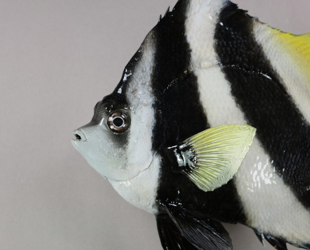 ハタタテダイ剝製