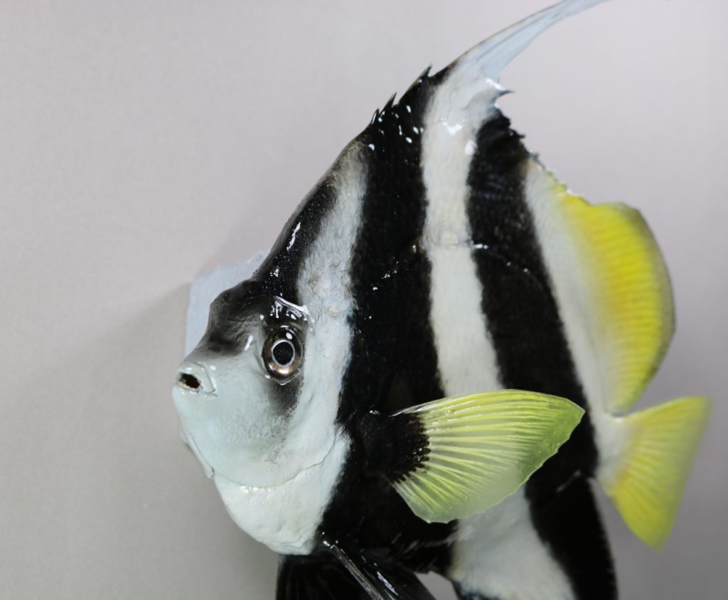 ハタタテダイ剥製2