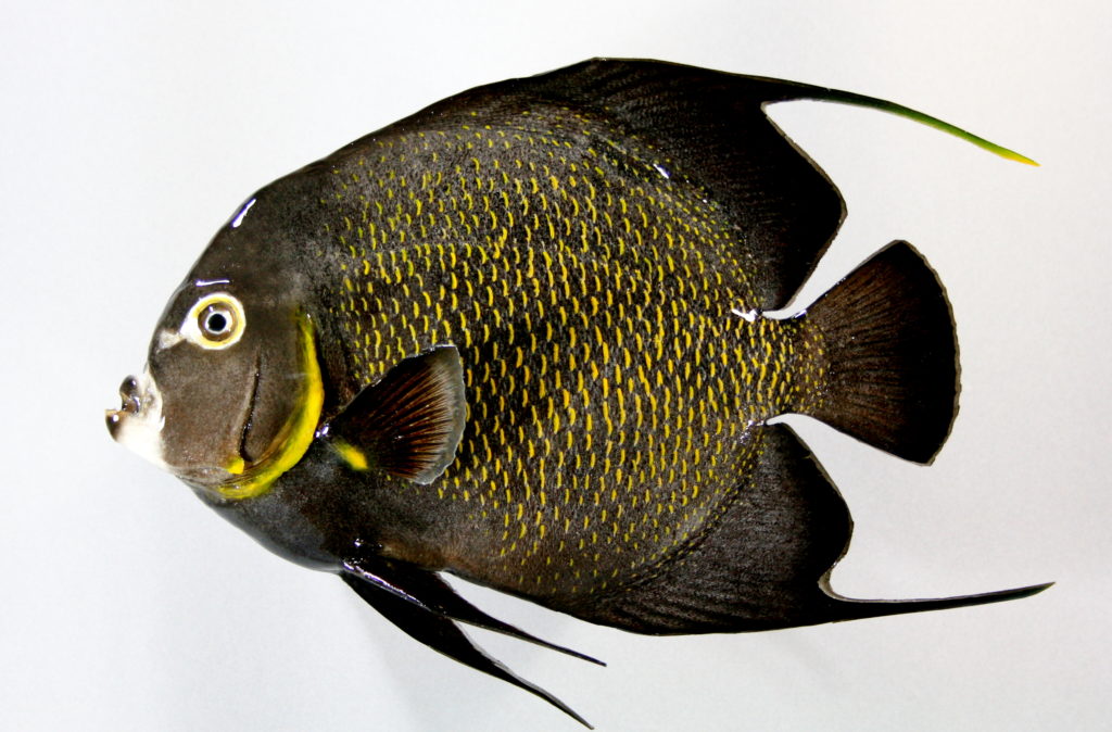 エンジェルフィッシュ