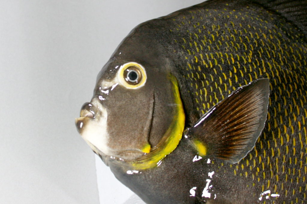 エンジェルフィッシュ