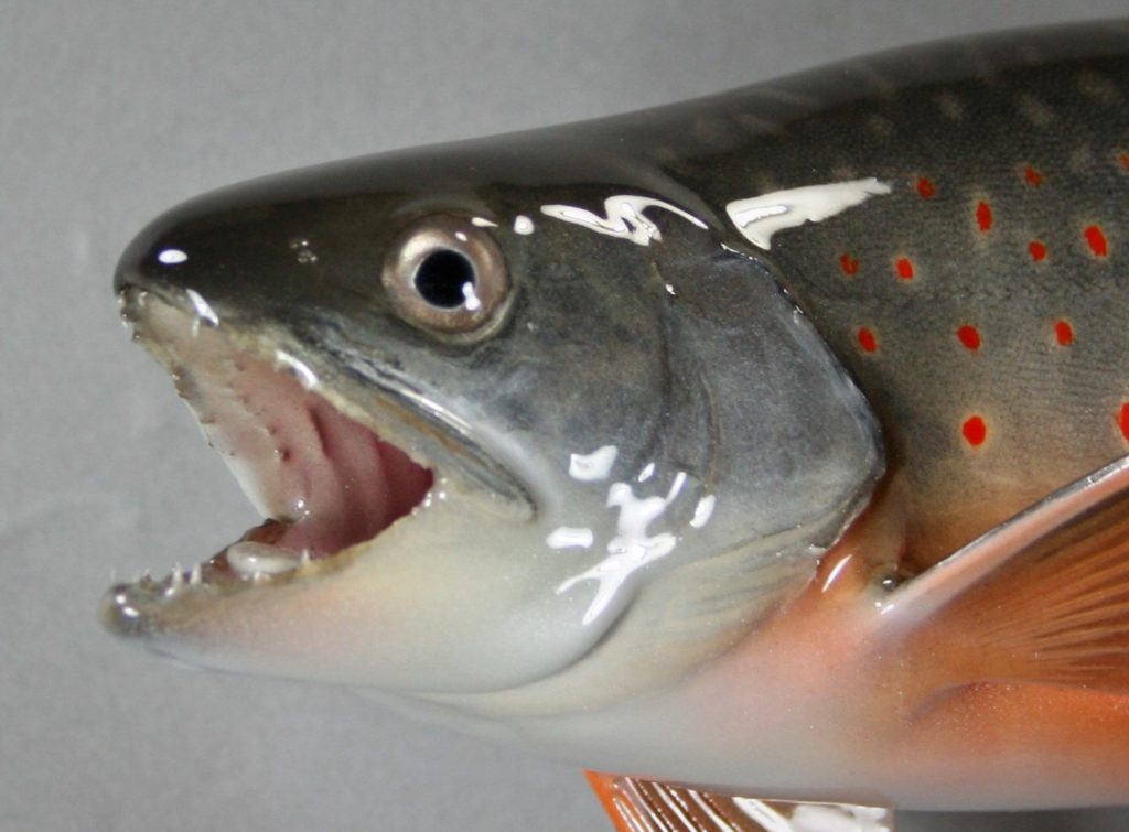 オショロコマ剝製2