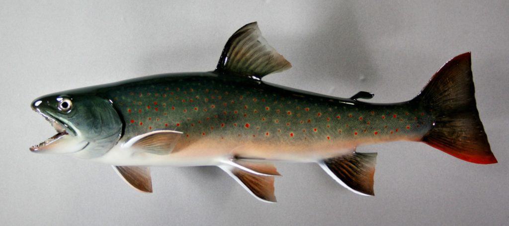 ミヤベイワナ剝製3