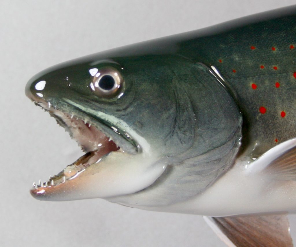 ミヤベイワナ剝製4