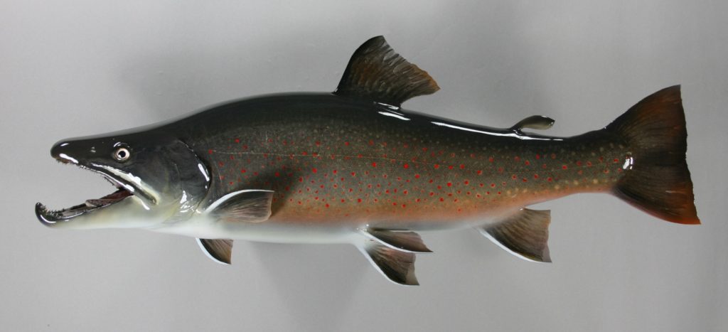 ドリーバーデン剝製