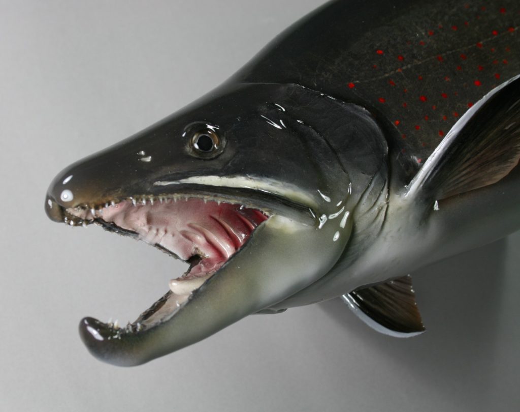 ドリーバーデン剝製2