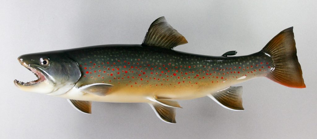 ミヤベイワナ剝製