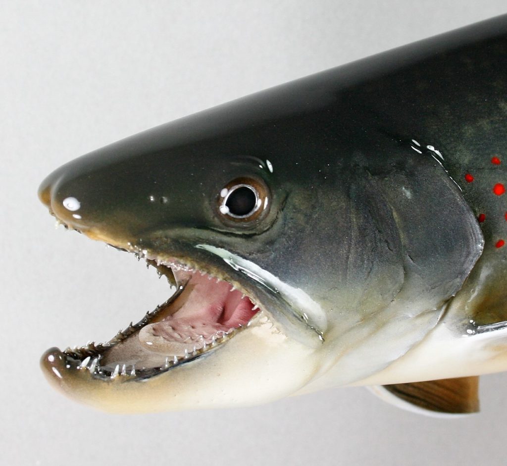 ミヤベイワナ剝製2