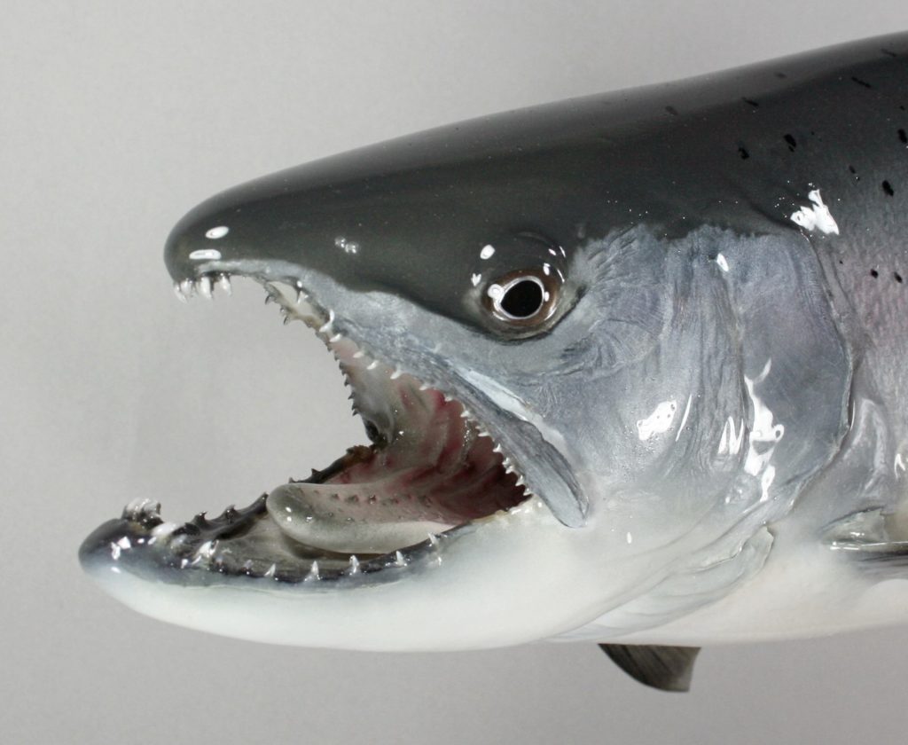 琵琶鱒剝製　3顔