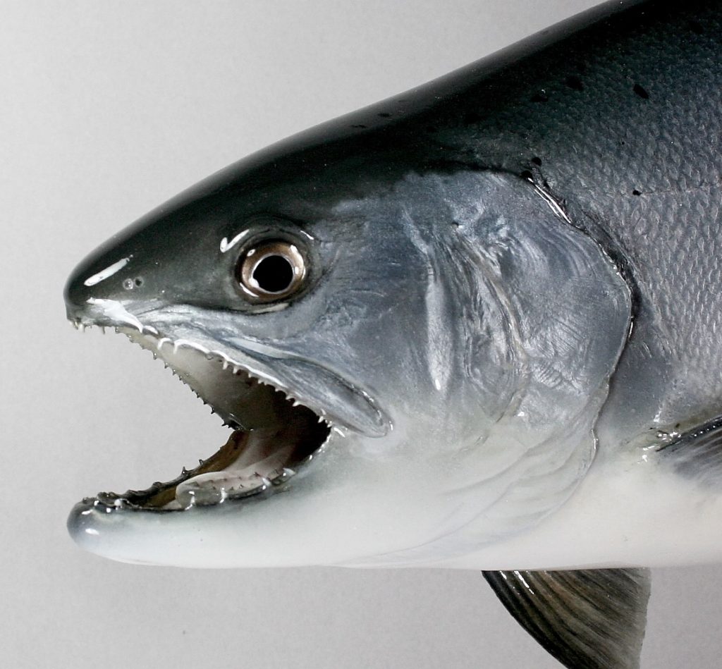 ビワマス剝　顔