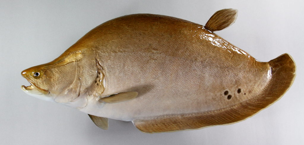 ナイフフィッシュ剝製