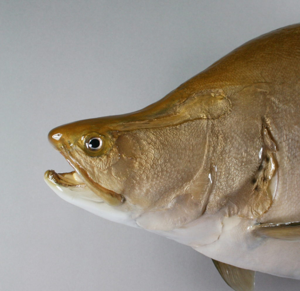 ナイフフィッシュ剝製