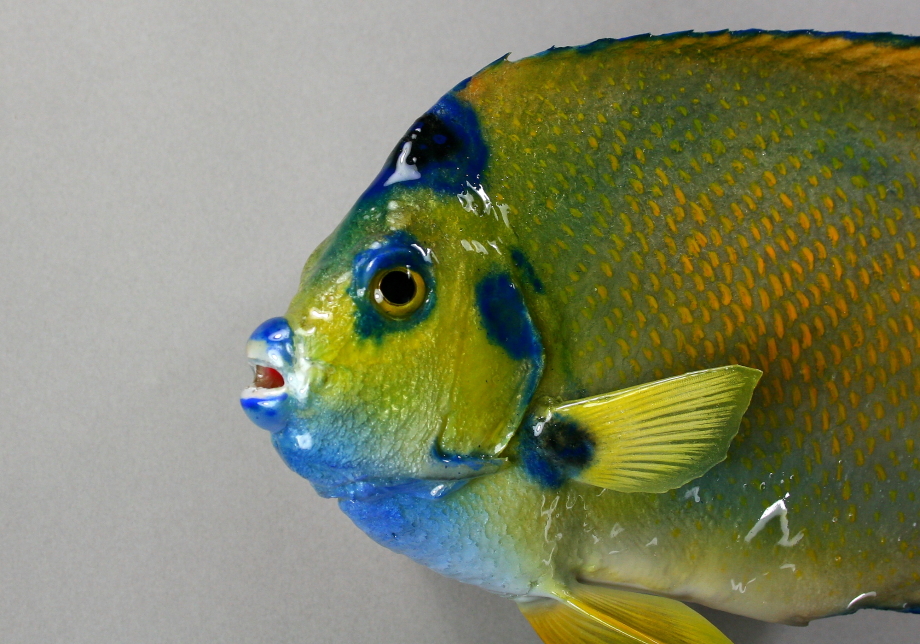 エンジェルフィッシュ剝製