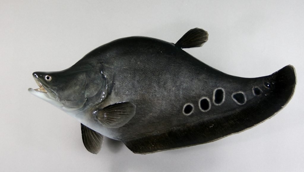 ナイフフィッシュ