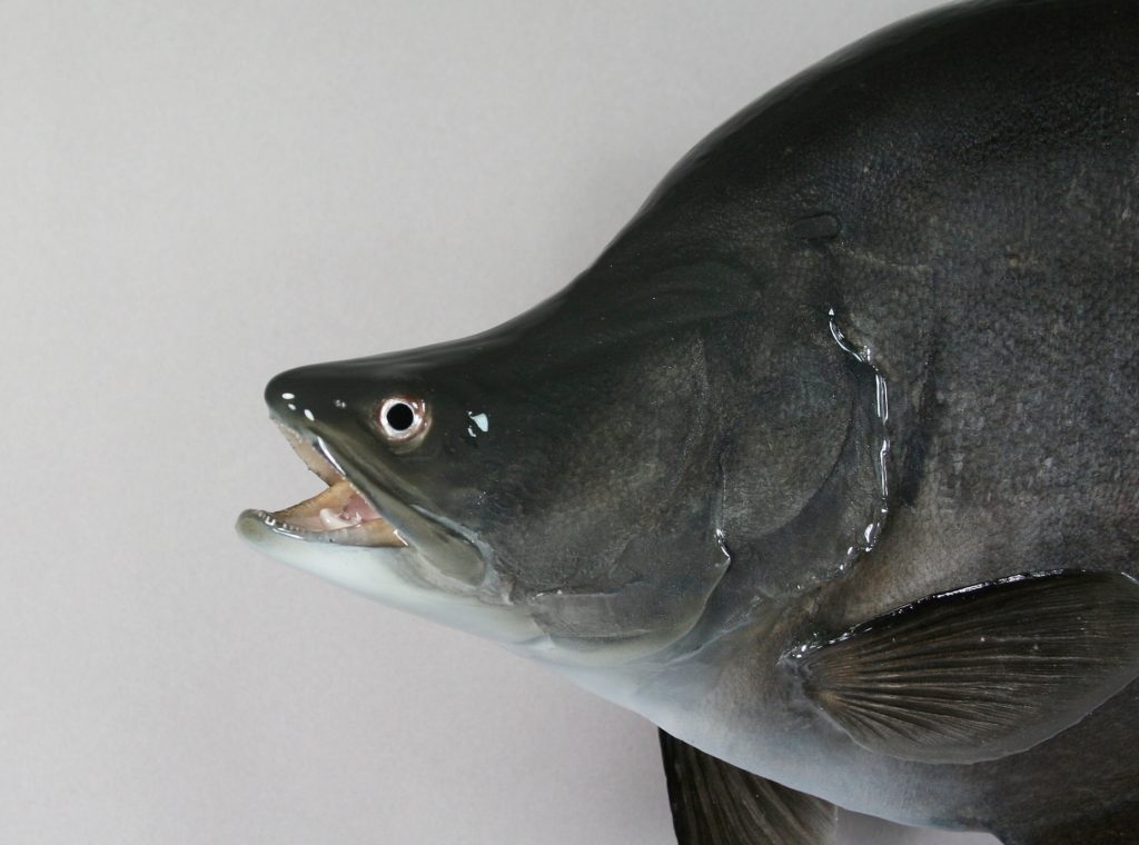 ナイフフィッシュ