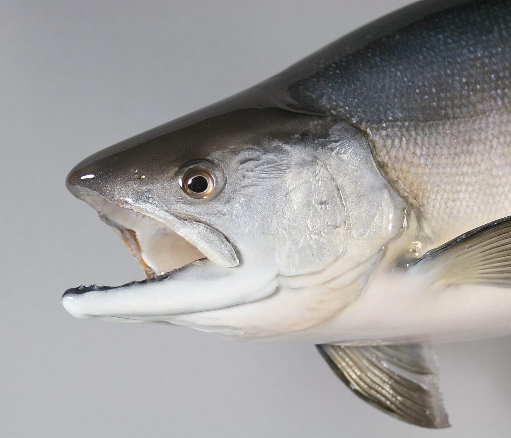 ヒメマス剝製2
