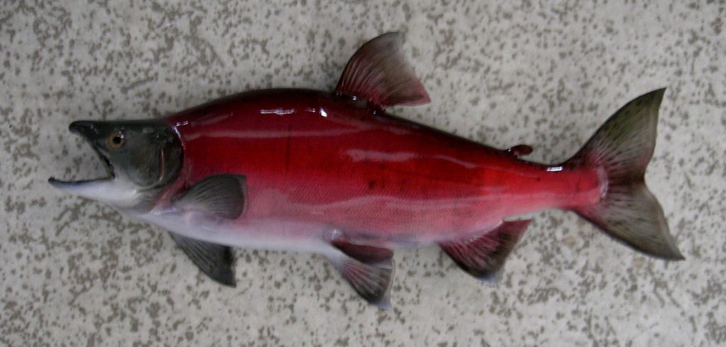 ヒメマスの剝製7