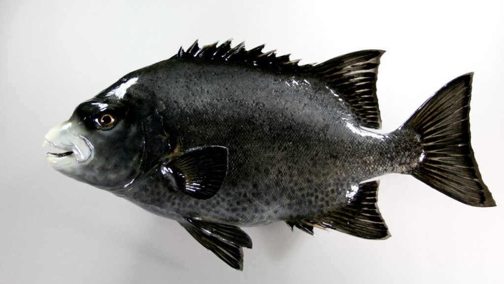 イシガキダイ剝製