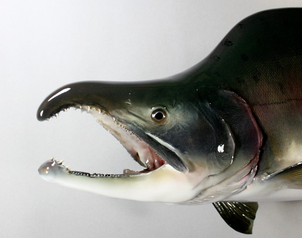 カラフトマス剝製2