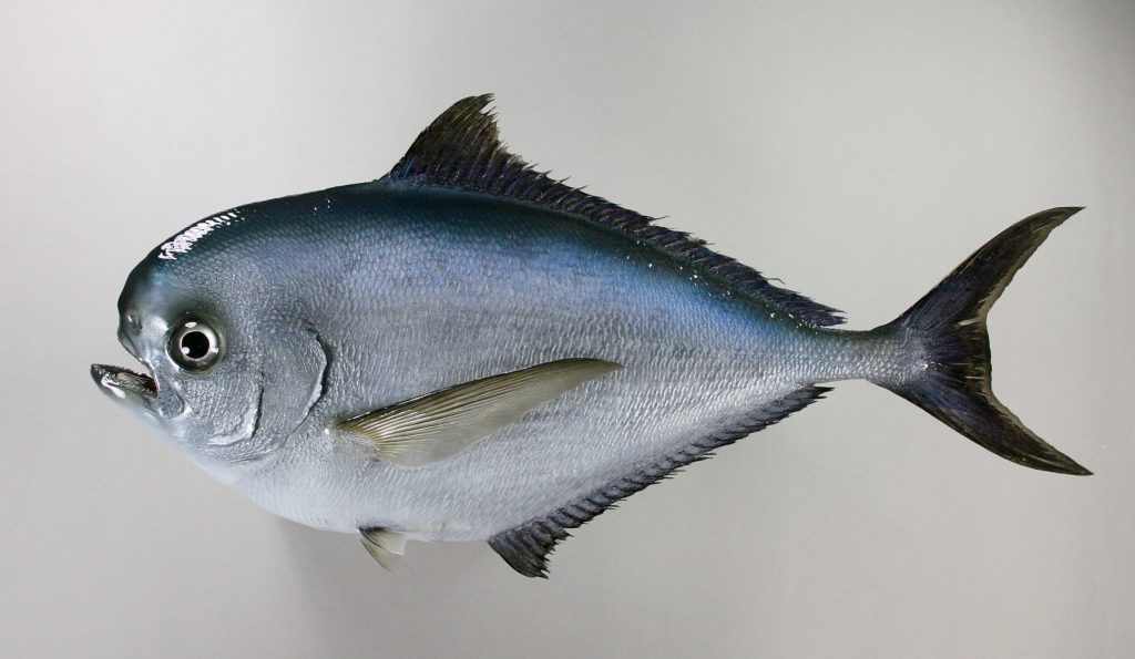 シマガツオ剝製