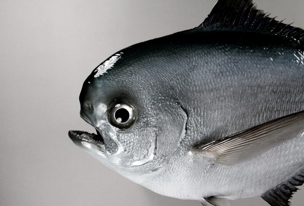 シマガツオ剝製2